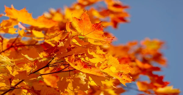 Красивые Кленовые Листья Осенью Солнечный День Переднем Плане Размытый Фон — стоковое фото