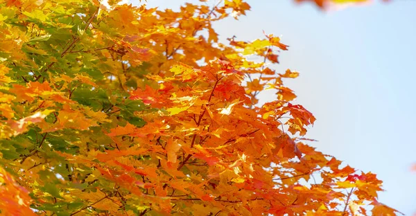 Красивые Кленовые Листья Осенью Солнечный День Переднем Плане Размытый Фон — стоковое фото