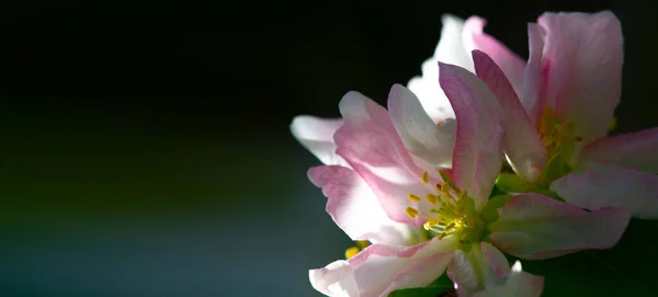 Piękny Botaniczny Strzał Kwiatowy Kwiat Tapety — Zdjęcie stockowe