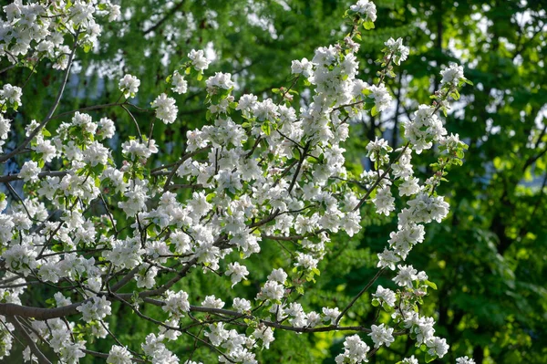 Kwiaty Jabłoni Malus Sieversii Dziki Owoc Rosnący Górach Azji Środkowej — Zdjęcie stockowe