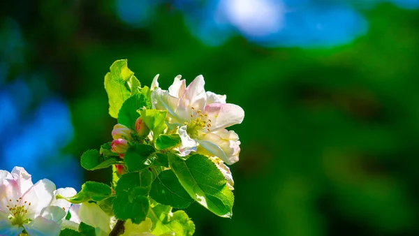 Beautiful Botanical Shot Floral Bloom Wallpaper — Stock Photo, Image