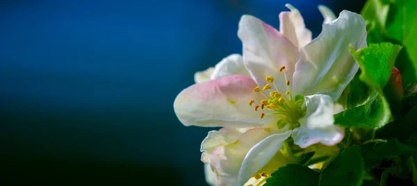 Apfelbaumblüten Malus Sieversii Eine Wilde Frucht Die Den Bergen Zentralasiens — Stockfoto