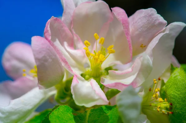 Apple Tree Flowers Malus Sieversii Wild Fruit Grows Mountains Central — Stock Photo, Image