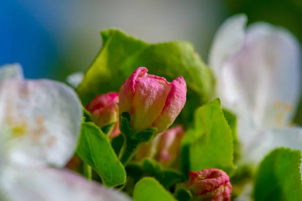 Apple Tree Flowers Malus Sieversii Wild Fruit Grows Mountains Central — Stock Photo, Image