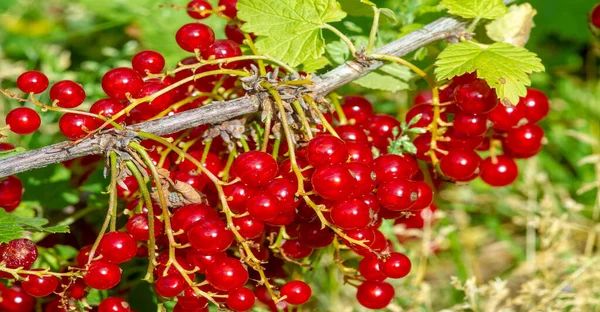 Primo Piano Colpo Bacche Fresche Succose — Foto Stock