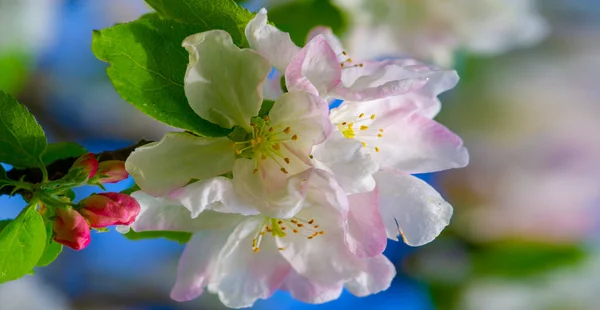 Apple tree flowers. Malus sieversii - A wild fruit that grows in the mountains of Central Asia in southern Kazakhstan. he is the main ancestor of most varieties of the domestic apple tree