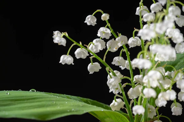 Close Shot Beautiful Blooming Flowers — Stock Photo, Image