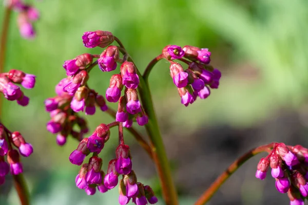 Badan Bergenia Según Clasificación Oficial Vive Naturaleza Las Estribaciones Kazajstán — Foto de Stock