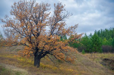 Gün ışığında açık hava manzarası
