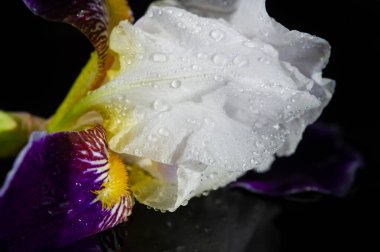 Güzel botanik fotoğrafı, çiçekli duvar kağıdı.