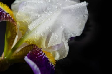 Güzel botanik fotoğrafı, çiçekli duvar kağıdı.
