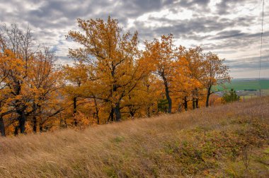 Manzara fotoğrafçılığı. Güzel günbatımı, sonbahar ormanındaki ağaçlar, parlak manzara, sonbahar mevsiminde manzara..