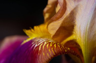Güzel botanik fotoğrafı, çiçekli duvar kağıdı.