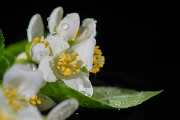 Jasmine Garden Bush White Flowers Pungent Spicy Scent Jasmine Tea — Stock Photo, Image