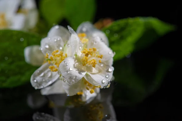 Primer Plano Plano Hermosas Flores Flor —  Fotos de Stock