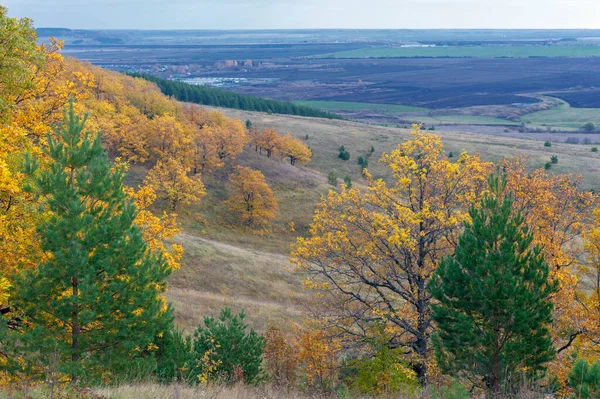 Декоративна Фотографія Прекрасний Захід Сонця Дерева Осінньому Лісі Яскравий Пейзаж — стокове фото