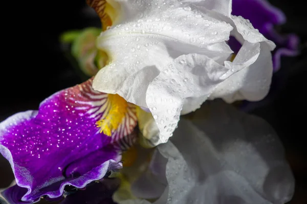 Naam Iris Het Griekse Woord Voor Regenboog Voor Grieken Verpersoonlijkte — Stockfoto