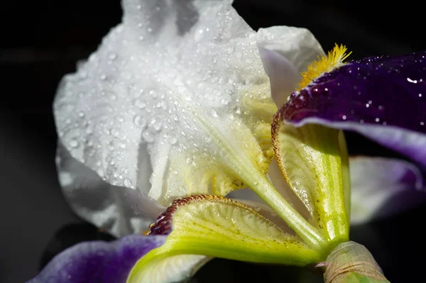 Belo Tiro Botânico Papel Parede Flor Floral — Fotografia de Stock