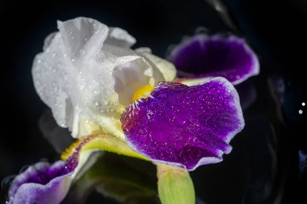 Der Name Iris Ist Das Griechische Wort Für Regenbogen Für — Stockfoto
