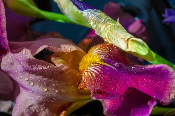 Belo Tiro Botânico Papel Parede Flor Floral — Fotografia de Stock