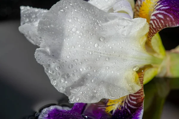 Nombre Iris Palabra Griega Para Arco Iris Para Los Griegos —  Fotos de Stock