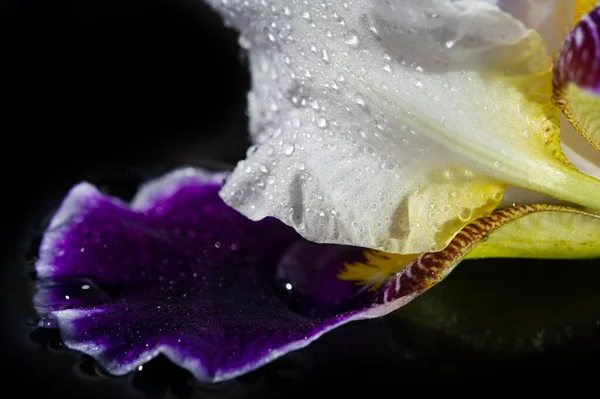Schöne Botanische Aufnahme Florale Blüte Tapete — Stockfoto