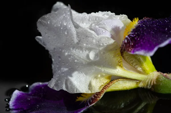 Belo Tiro Botânico Papel Parede Flor Floral — Fotografia de Stock