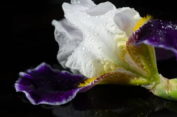 Belo Tiro Botânico Papel Parede Flor Floral — Fotografia de Stock