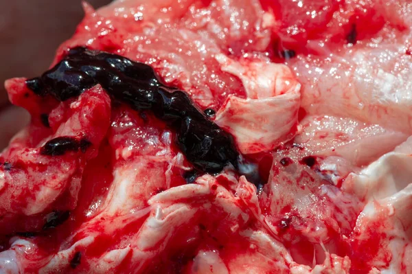 Σφαγή Γατόψαρου Για Μαγείρεμα Γλυκού Θαλάσσιου Ψαριού Βάρβαρους Που Μοιάζουν — Φωτογραφία Αρχείου