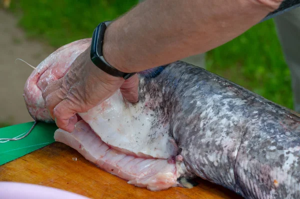 Butchering Catfish Cooking Freshwater Marine Fish Barbels Resembling Whiskers Mouth — Stock Photo, Image