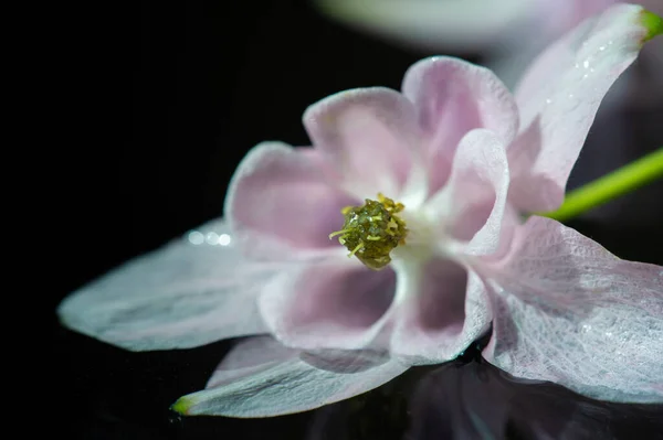 Primer Plano Plano Hermosas Flores Flor —  Fotos de Stock