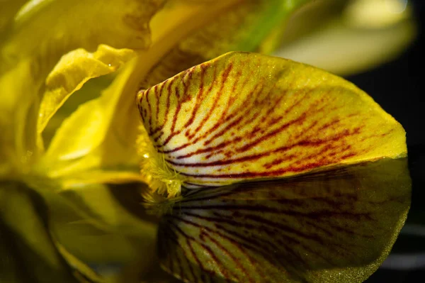 Schöne Botanische Aufnahme Florale Blüte Tapete — Stockfoto