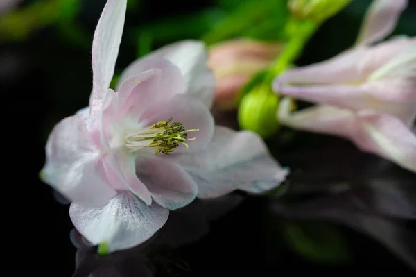 Close Shot Beautiful Blooming Flowers — Stock Photo, Image