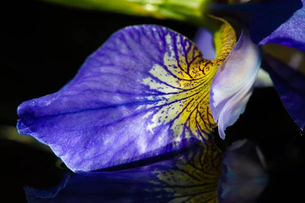 Schöne Botanische Aufnahme Florale Blüte Tapete — Stockfoto