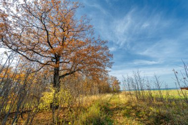 Sonbahar manzara fotoğrafçılığı, Dünya 'nın Avrupa kısmı. Sonbahar, sonbahar parkında ağaçlarda sallanan parlak yapraklar. Güzel doğa manzarası arka planı