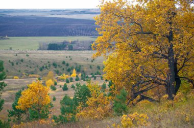 Sonbahar manzara fotoğrafçılığı. Toprağın Avrupalı kısmı, tarlalar, çayırlar, sonbahar sarı tonlarında bahçeler. Sert, kasvetli, gri gökyüzü kalın bulutlarda