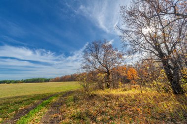 Sonbahar manzara fotoğrafçılığı, Dünya 'nın Avrupa kısmı. Sonbahar, sonbahar parkında ağaçlarda sallanan parlak yapraklar. Güzel doğa manzarası arka planı
