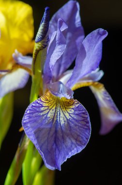 Iris, fleur-de-lis, luce çiçeği, bayrak. Çiçek B, yelpaze şeklinde kabartma yapar. Sapında ya da seyyar satıcı amcasıyla büyüyorlar. Genellikle yayılan ya da alçalan üç sepala 