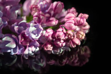 Çiçek açan güzel çiçeklerin yakın plan çekimi