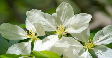Çiçek açan güzel çiçeklerin yakın plan çekimi