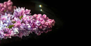 Çiçek açan güzel çiçeklerin yakın plan çekimi