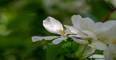 Elma ağacı çiçekleri. Bahçeler sayısız beyaz ve pembe çiçeklerle süslenir. Bu çiçekler sonsuza kadar uzanan tatlı ve taze bir koku yayar..