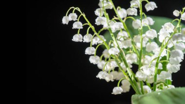 Çiçek açan güzel çiçeklerin yakın plan çekimi