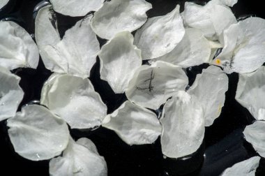 Güzel botanik fotoğrafı, çiçekli duvar kağıdı.