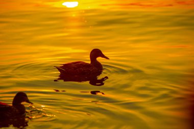 Yaban ördeği gün batımında suda ördek gibi