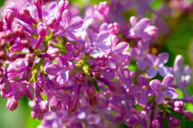 Güzel botanik fotoğrafı, çiçekli duvar kağıdı.