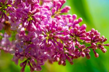 Çiçek açan güzel çiçeklerin yakın plan çekimi