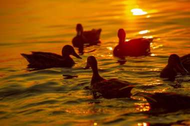 Yaban ördeği gün batımında suda ördek gibi