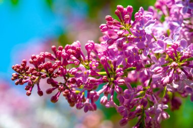 Çiçek açan güzel çiçeklerin yakın plan çekimi
