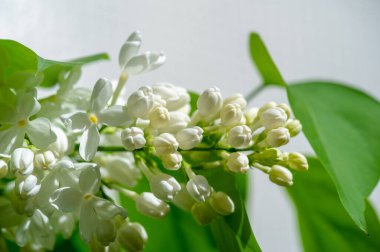 Çiçek açan güzel çiçeklerin yakın plan çekimi